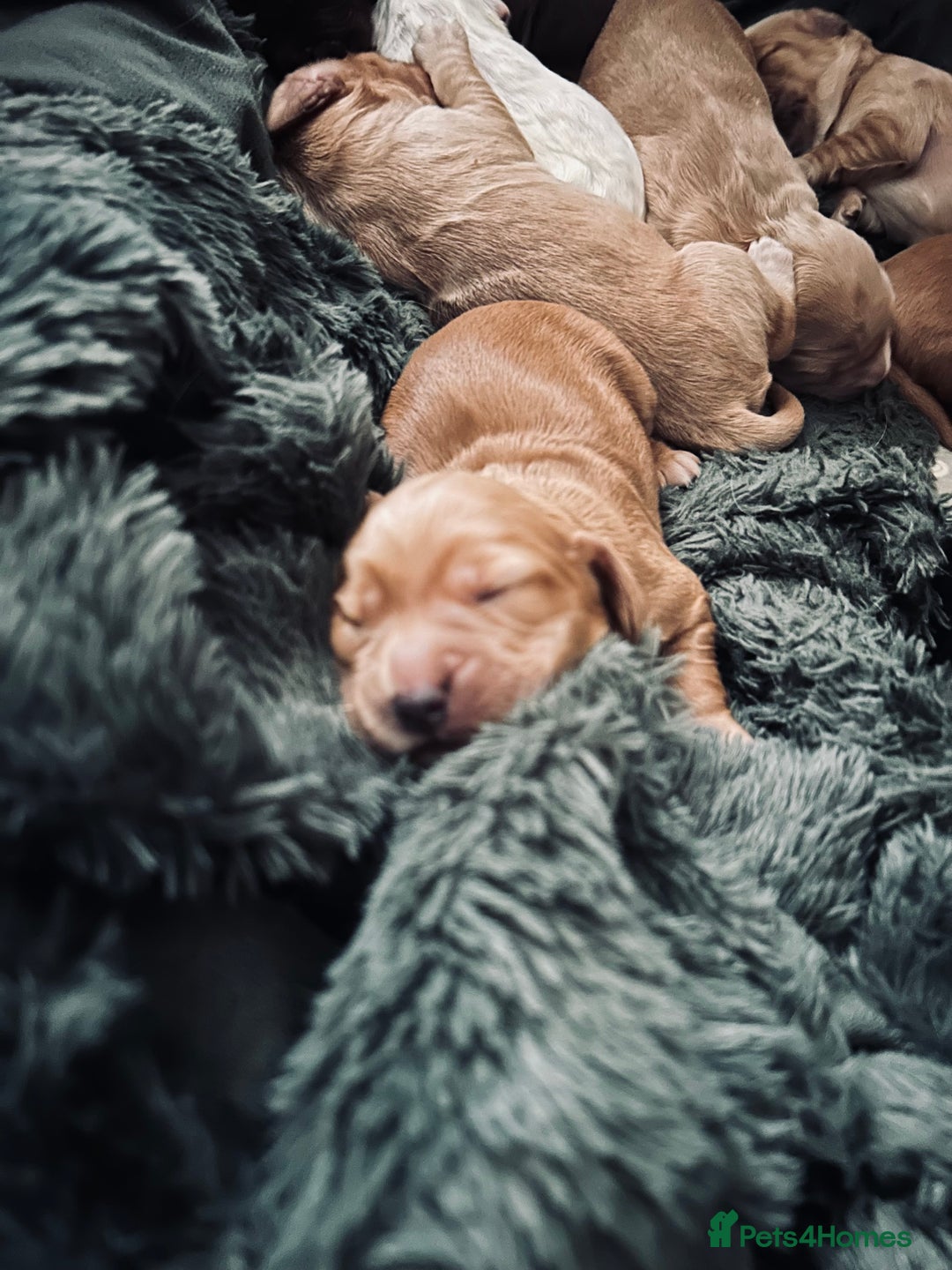 Cocker Spaniel dogs for sale: Cocker spaniel  - Advert 17