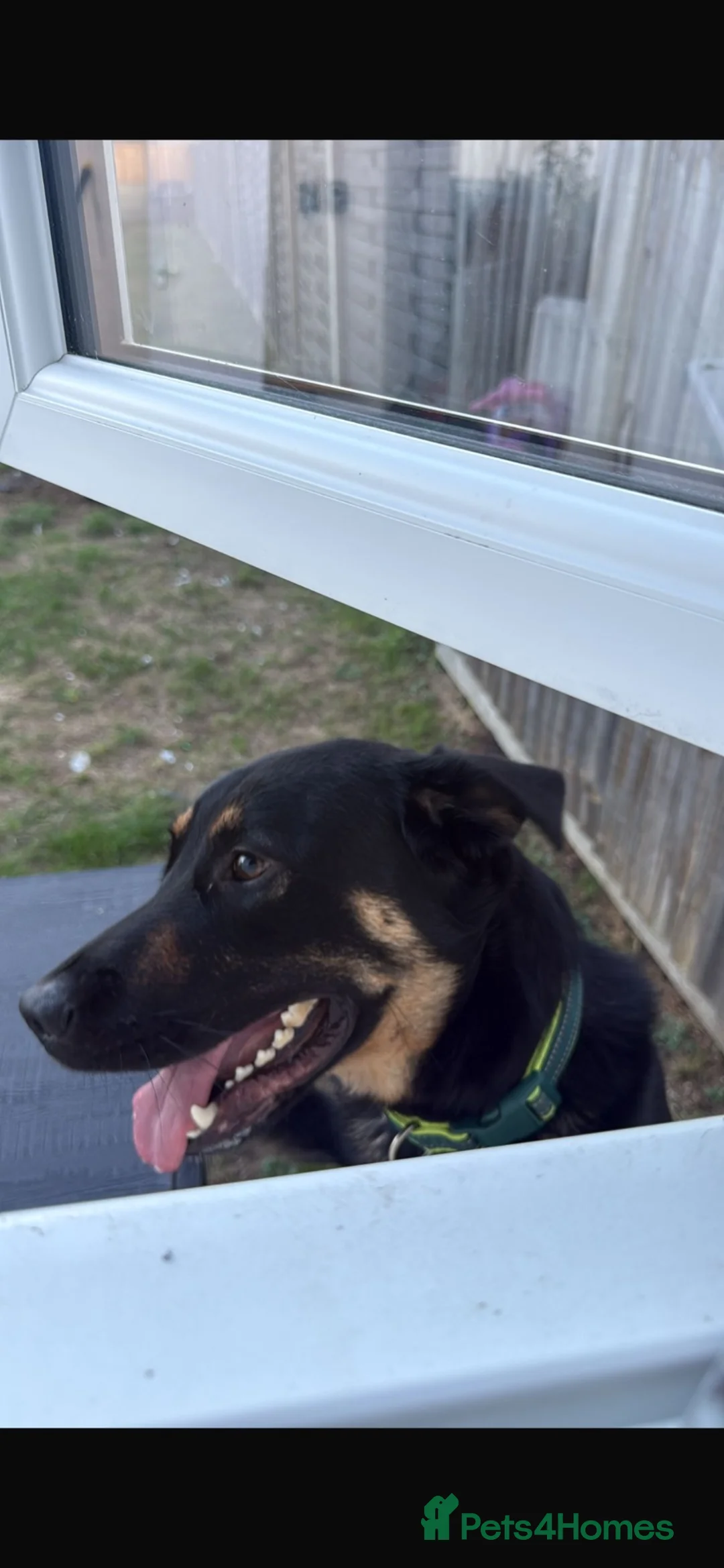Mixed Breed dogs for sale: German shepherd rotty cross in Bury Saint Edmunds - Advert 2