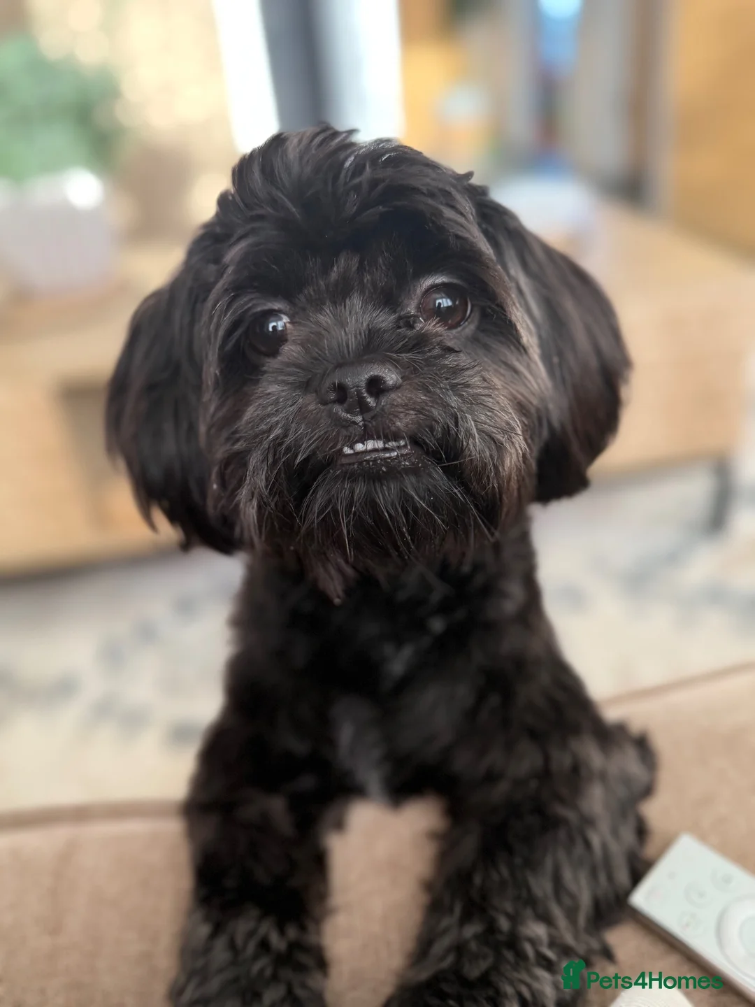 Shih Tzu dogs for sale: Shih Tzu Puppies for Sale – 4 Puppies Available 🐶 - Advert 1
