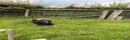 Goats livestock for sale: Billy Pygmy extra small  - Advert 3