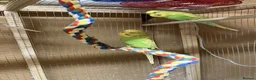 Budgerigars birds for sale: Young and Adult Budgerigars for sale in Sutton - Advert 3