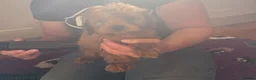 Cavapoo dogs for sale: Tiny Toy Cavapoo Puppies - Advert 5