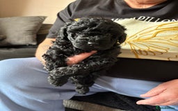 Toy Poodle dogs for sale: Toy poodle puppies for sale - Image 9
