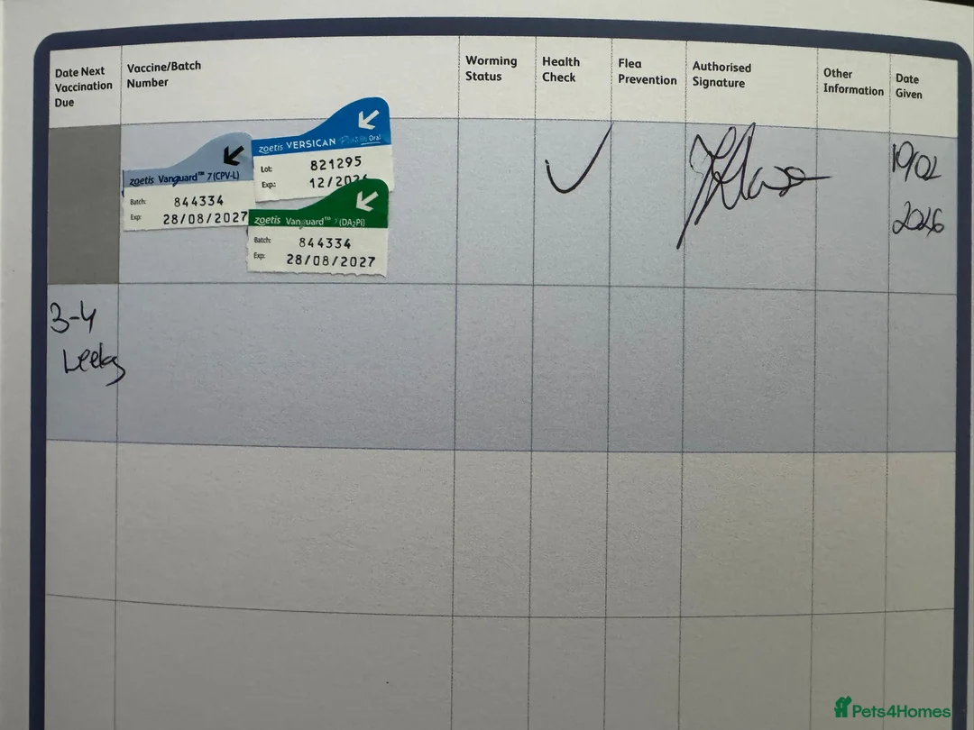 Chihuahua dogs for sale: 🐾 **  Long-Haired Chihuahua Puppy–Deer Head🐾 - Advert 4