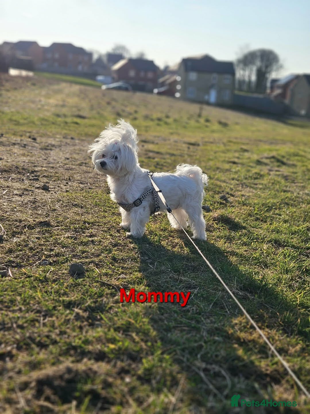 Maltese dogs for sale: 4 Exceptional Maltese Girl Puppies**KC REGISTER** - Advert 15