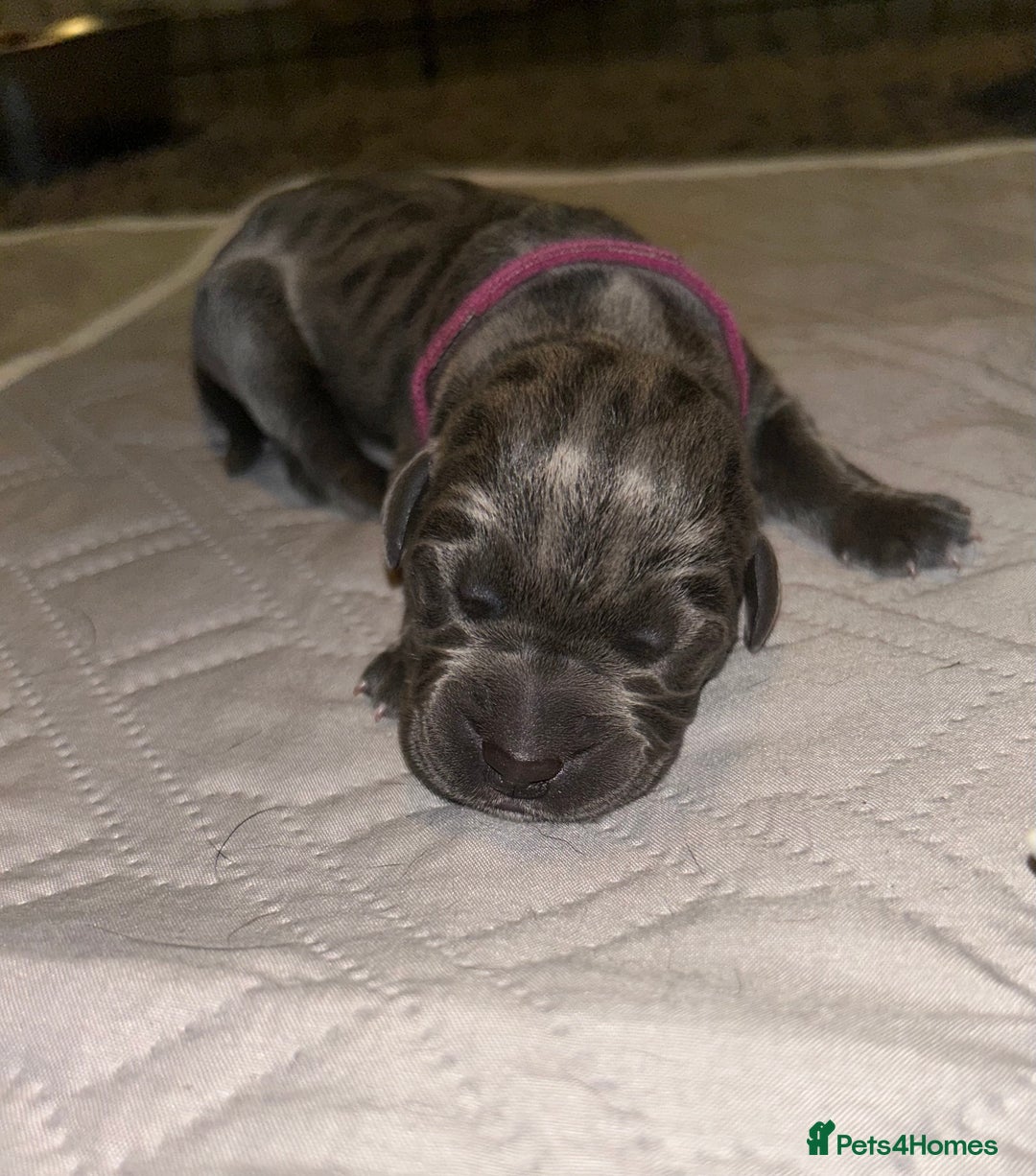 Cane Corso dogs for sale: Cane Corso Puppies  - Advert 19