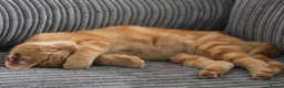 Mixed Breed cats for sale: Kittens  - Advert 6