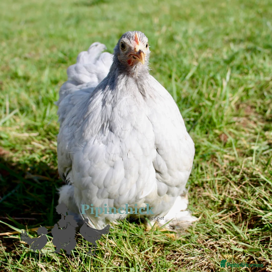 Chickens poultry for sale: Chickens For Sale, Various Breeds - Advert 8