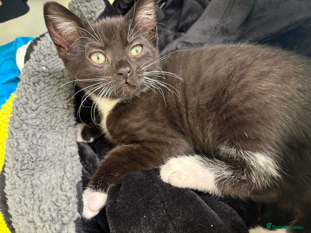 Mixed Breed cats for sale: Ragdoll x dsh kittens - READY NOW - Advert 2