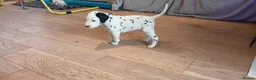 Dalmatian dogs for sale: Beautiful dalmatian puppies - Advert 22