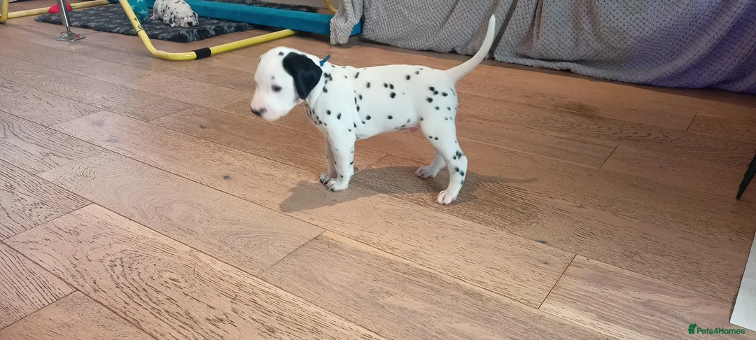 Dalmatian dogs for sale: Beautiful dalmatian puppies - Advert 22