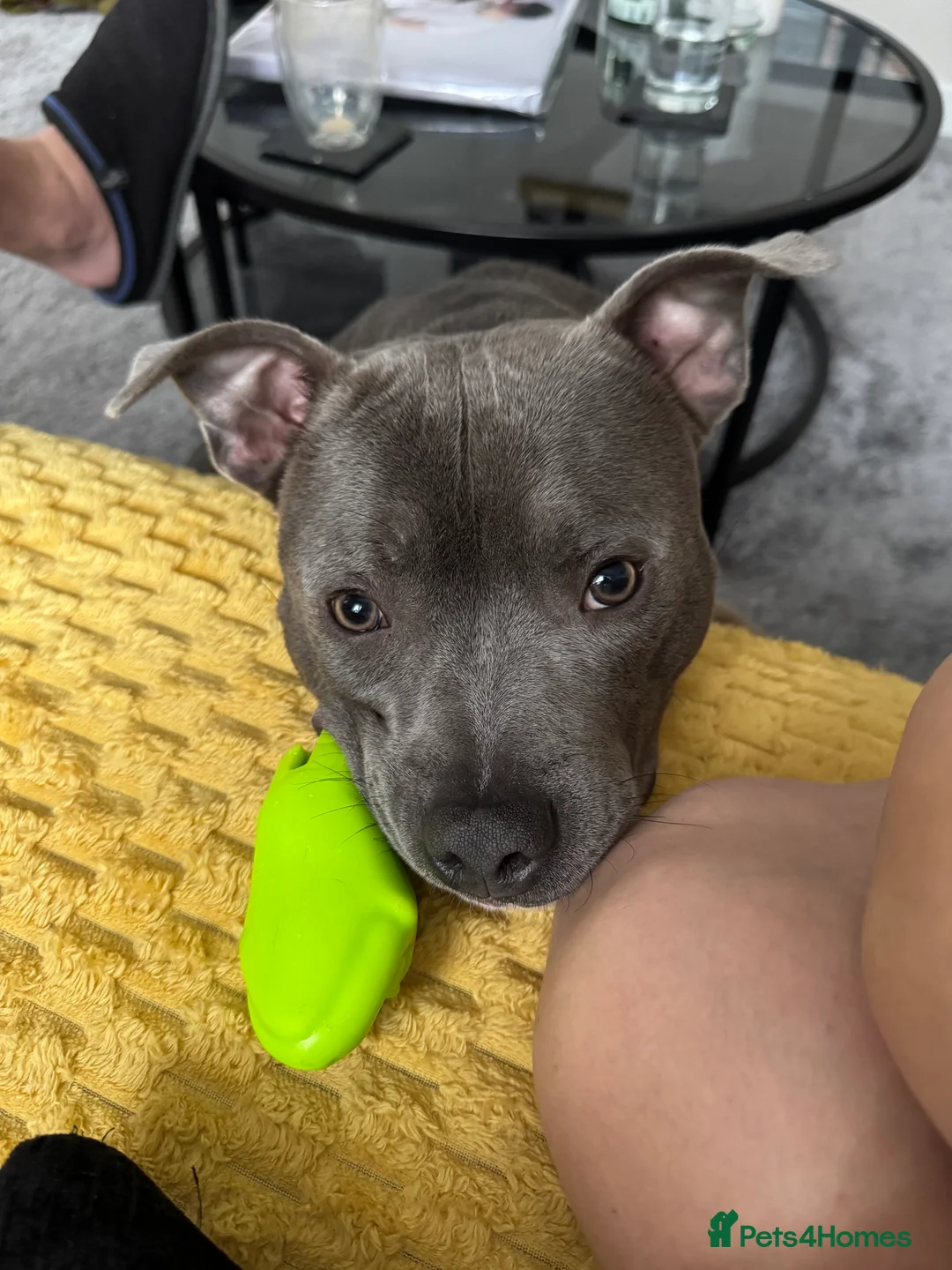 Staffordshire Bull Terrier dogs for sale: Monty 2 years old beautiful dog - Advert 3