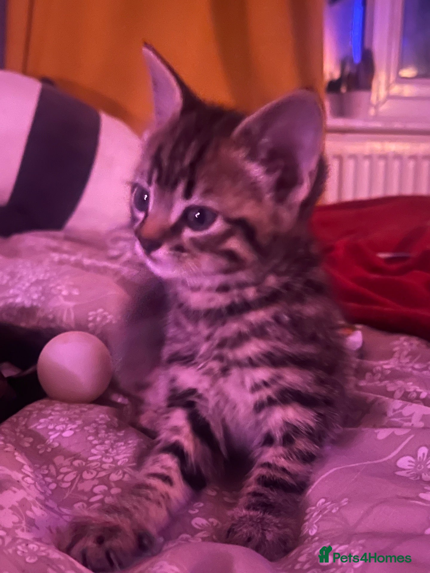 Mixed Breed cats Cute Kitten for sale! - Advert 20