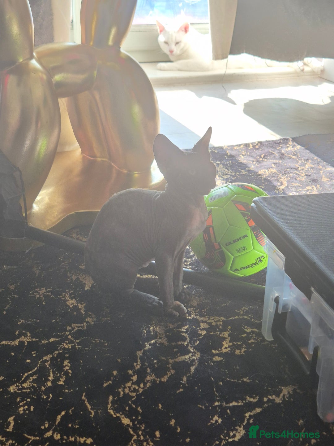 Sphynx cats for sale: Smeagol gorgeous girl sphinx cuddly and courageous - Image 8
