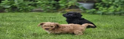 Cockapoo dogs for sale: Cockapoo Pups - Fully Health Tested and vaccinated in Wigton - Advert 10