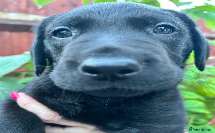 Labrador Retriever dogs - Advert 8