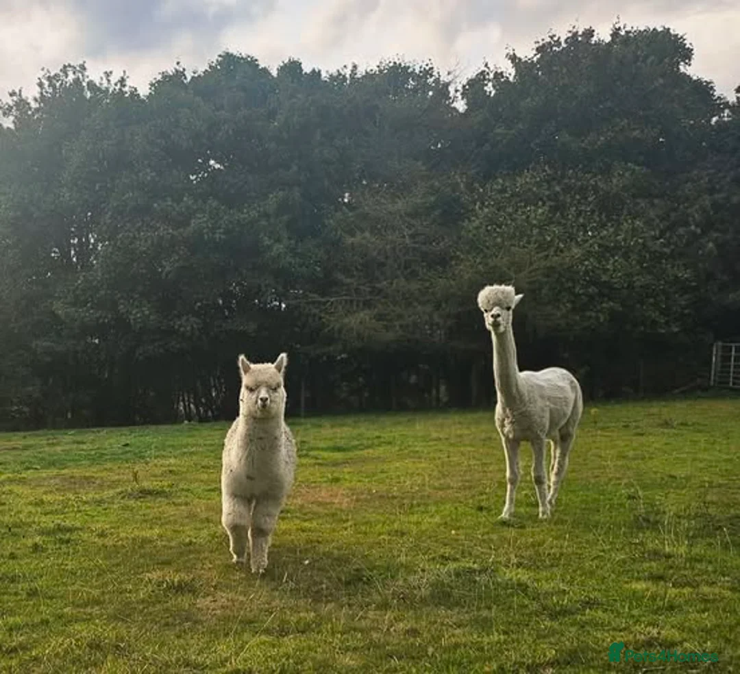 Alpaca livestock for sale: Four super BAS registered females for sale - Advert 4