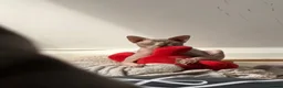 Sphynx cats for sale: 2 years old male Sphynx Cat in Nottingham - Advert 3