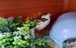 Quail poultry for sale: Quail for sale - Image 6