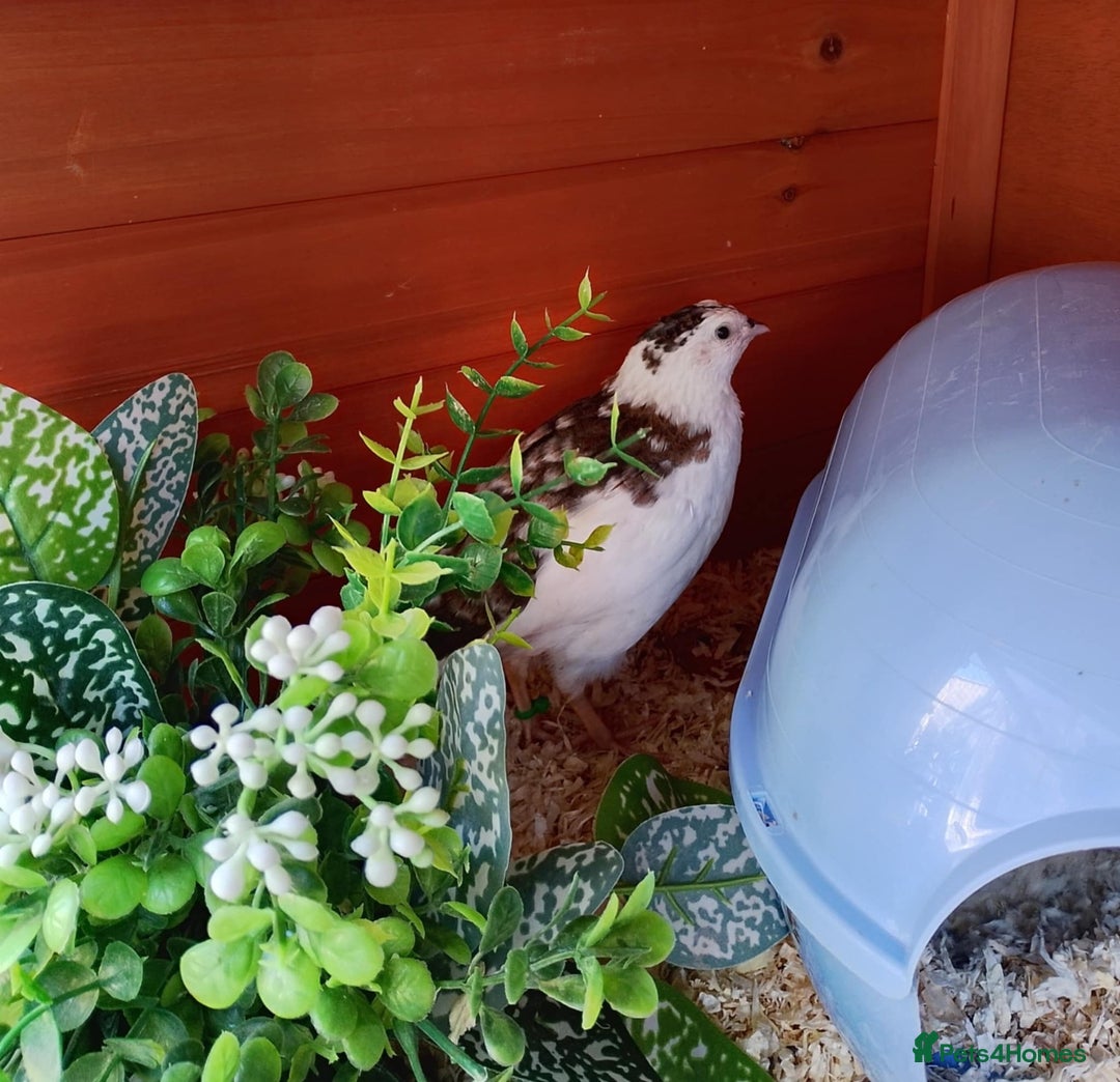 Quail poultry for sale: Quail for sale - Image 6