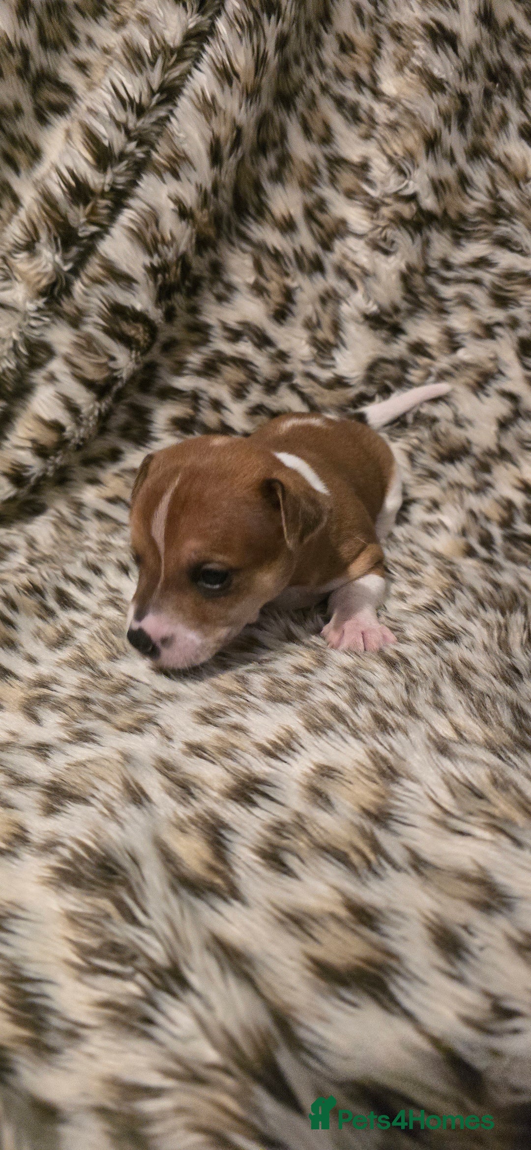 Jack Russell dogs for sale: Miniature jackrussel  - Advert 2