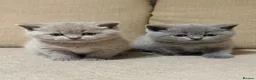 British Shorthair cats for sale: British shorthair kittens  - Advert 7
