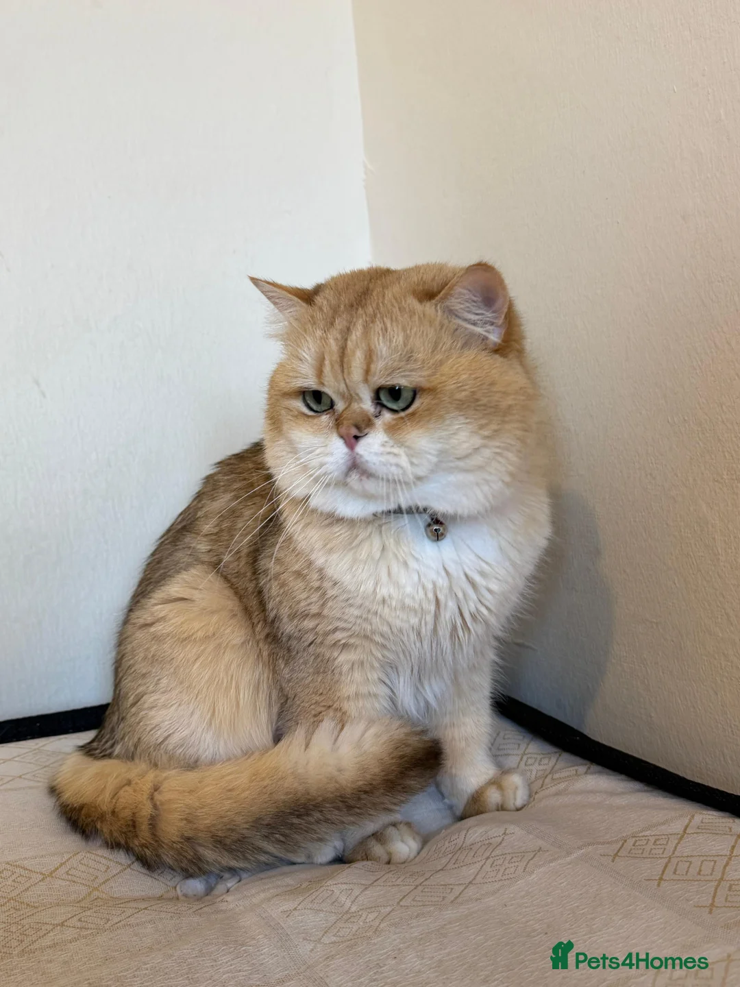 British Shorthair cats for stud: Purebred British male golden cat - Advert 1