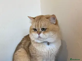 British Shorthair cats Purebred British male golden cat - Advert 12
