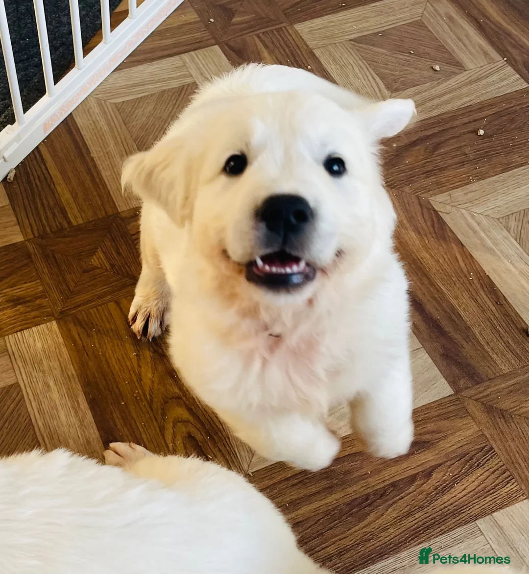 Golden Retriever dogs for sale: ⭐️Available Now⭐️ - Advert 2
