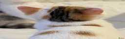 Exotic cats for sale: Gorgeous GCCF reg. kittens from Champions parents  - Advert 14
