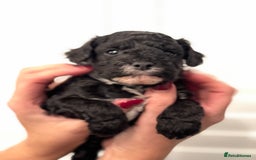 Mixed Breed dogs for sale: Adorable jackacavapoo puppies only 2 left  - Image 18