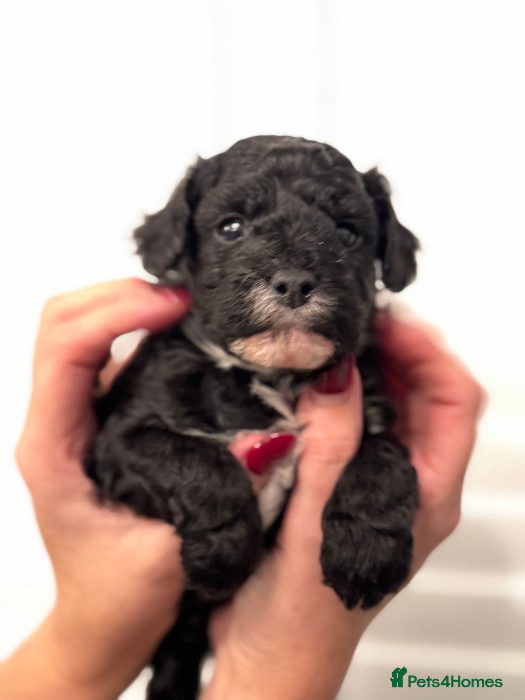 Mixed Breed dogs for sale: Adorable jackacavapoo puppies only 2 left  - Image 18