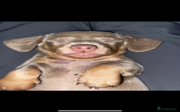 Chiweenie dogs for sale: Chiweenies for sale - Image 5