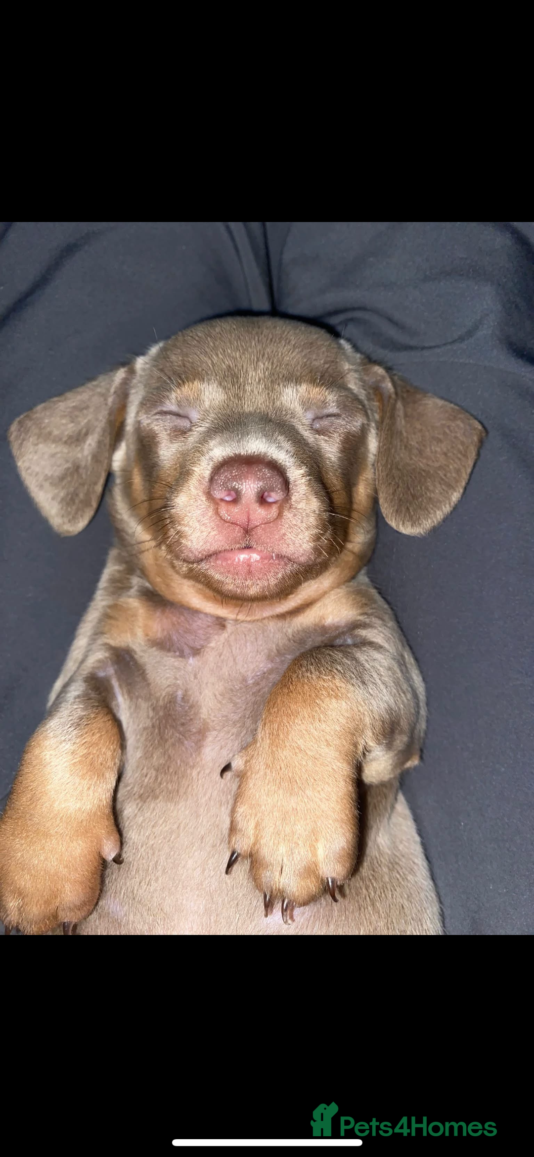 Chiweenie dogs for sale: Chiweenies for sale - Image 5