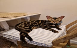 Bengal cats for sale: Male Bengal For Sale - Image 7