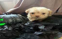 Poochon dogs for sale: READY FOR HER NEW PAW PACK  - Advert 22