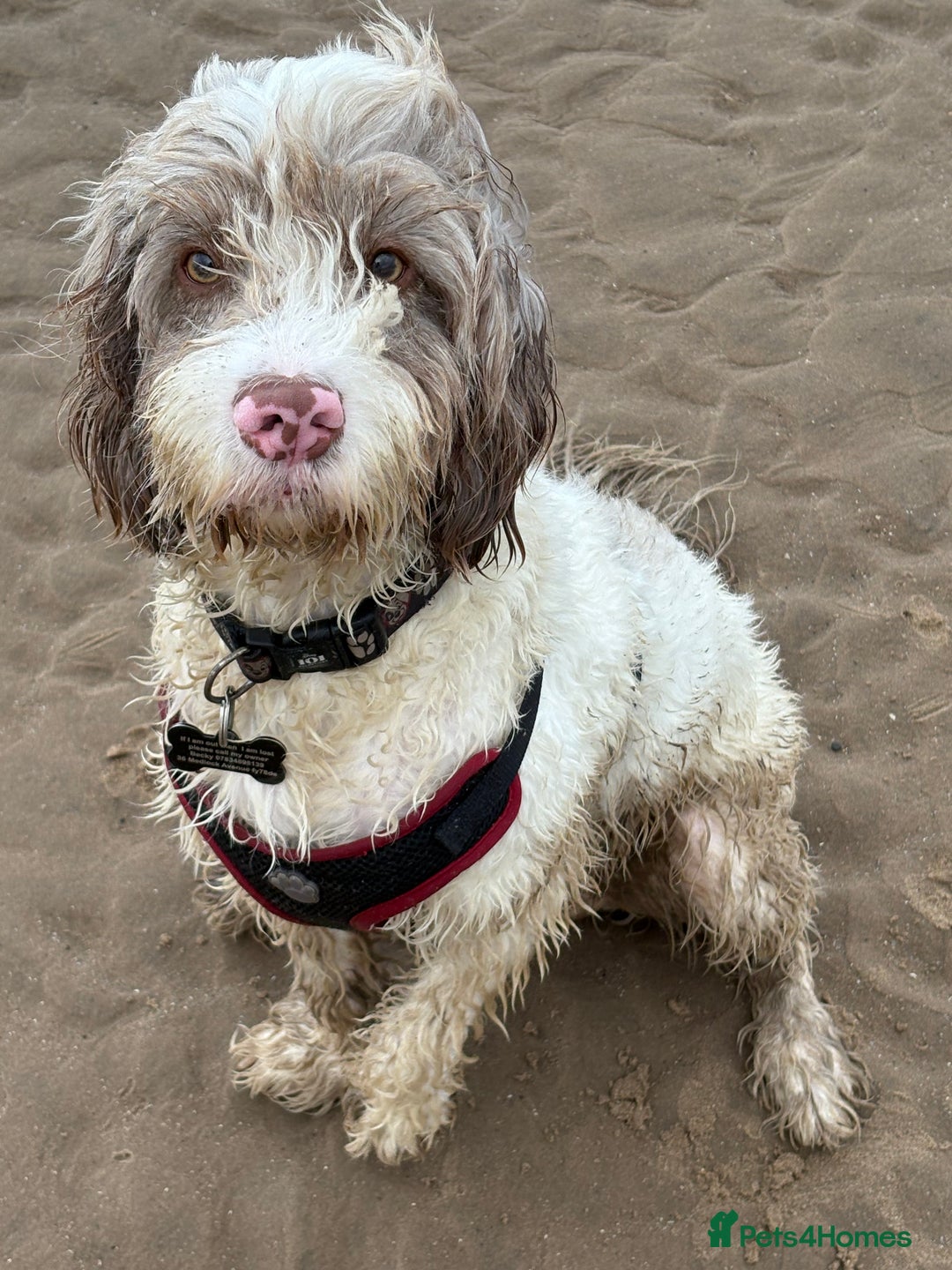 Mixed Breed dogs for sale: 2 year old male sprockerpoo - Advert 4