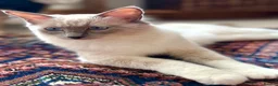 Ragdoll cats for sale: Beautiful female ragdoll  - Advert 4