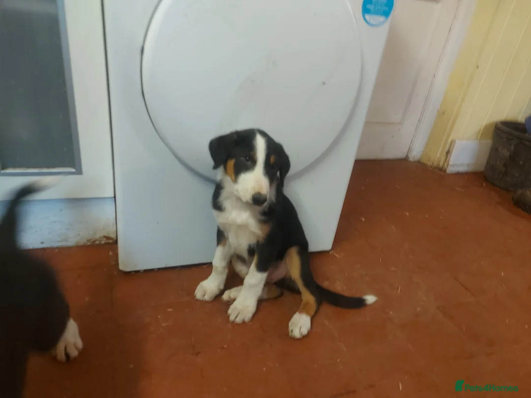 Huntaway dogs for sale: Huntaway pups for sale - Advert 7
