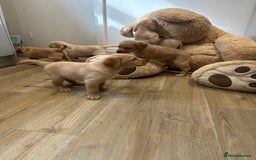 Labrador Retriever dogs for sale: My lovely Labrador puppies - Image 22