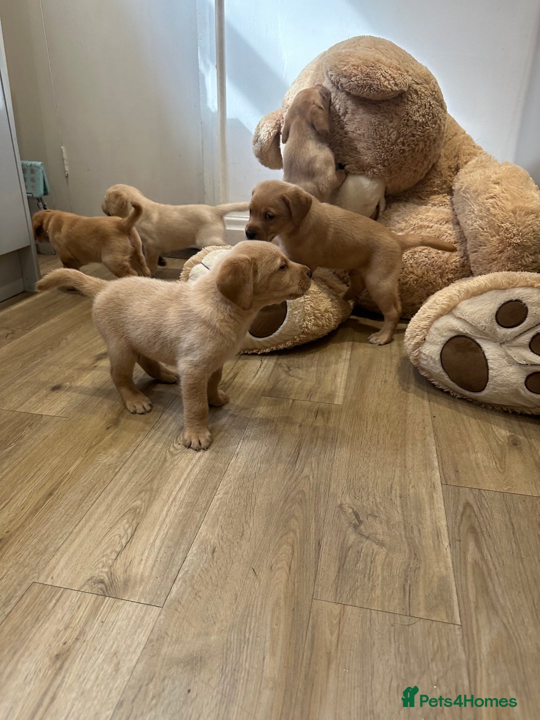 Labrador Retriever dogs for sale: My lovely Labrador puppies - Image 22
