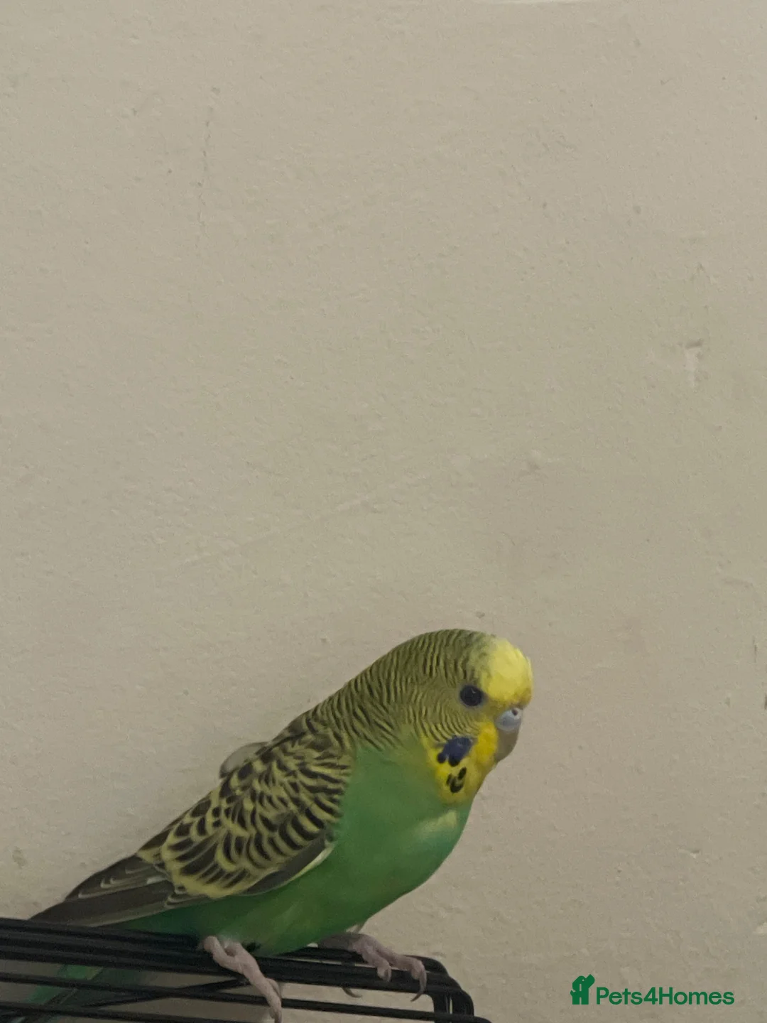 Lovebirds birds for sale: One lovebird one budgie in Wigan - Advert 2
