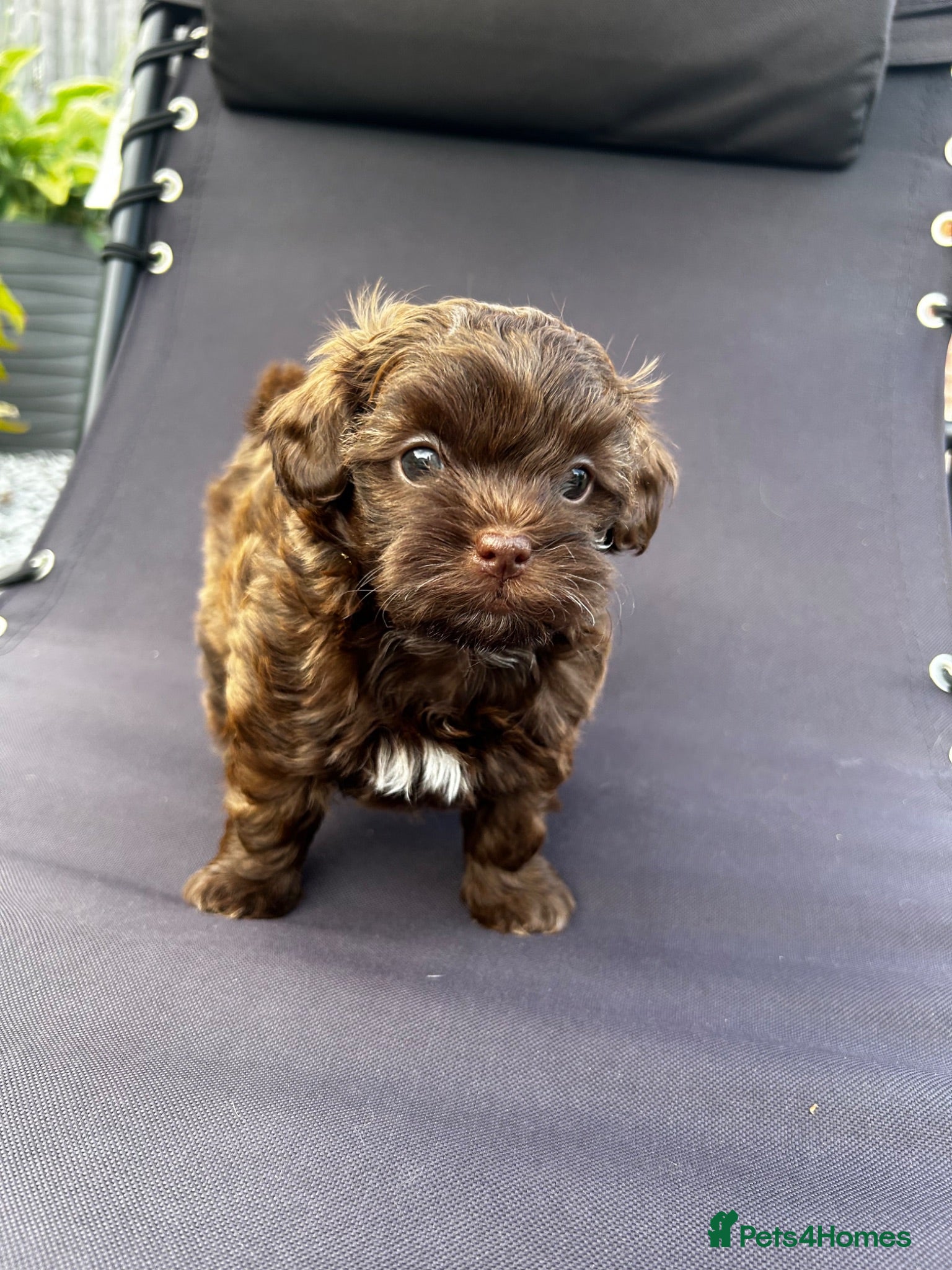 Shihpoo dogs Stunning 3/4 Imperial Shih Tzu x 1/4 Toy poodle - Advert 2