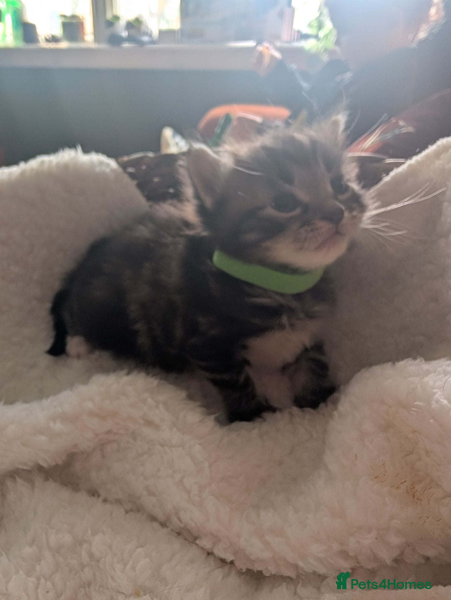Mixed Breed cats Kittens for sale  1 boy left  - Advert 14