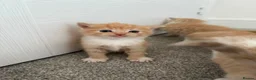Mixed Breed cats for sale: ginger kittens  in Hailsham - Advert 18
