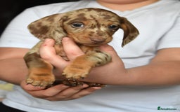 Dachshund dogs for sale: true miniature dachshund puppies ready now  - Image 3