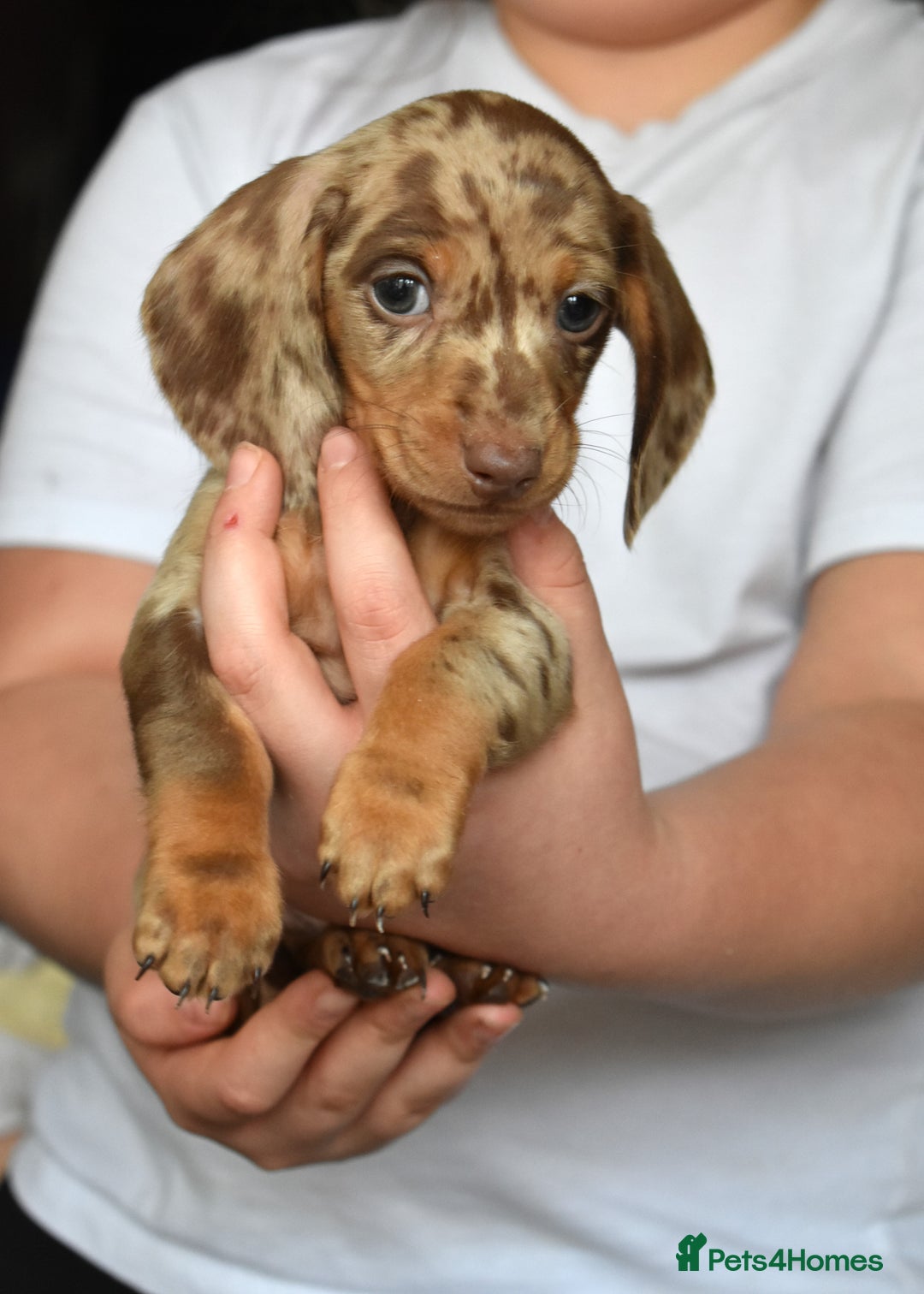 Dachshund dogs for sale: true miniature dachshund puppies ready now  - Image 3