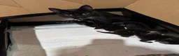 Domestic Shorthair cats for sale: Kittens for sale  - Advert 7