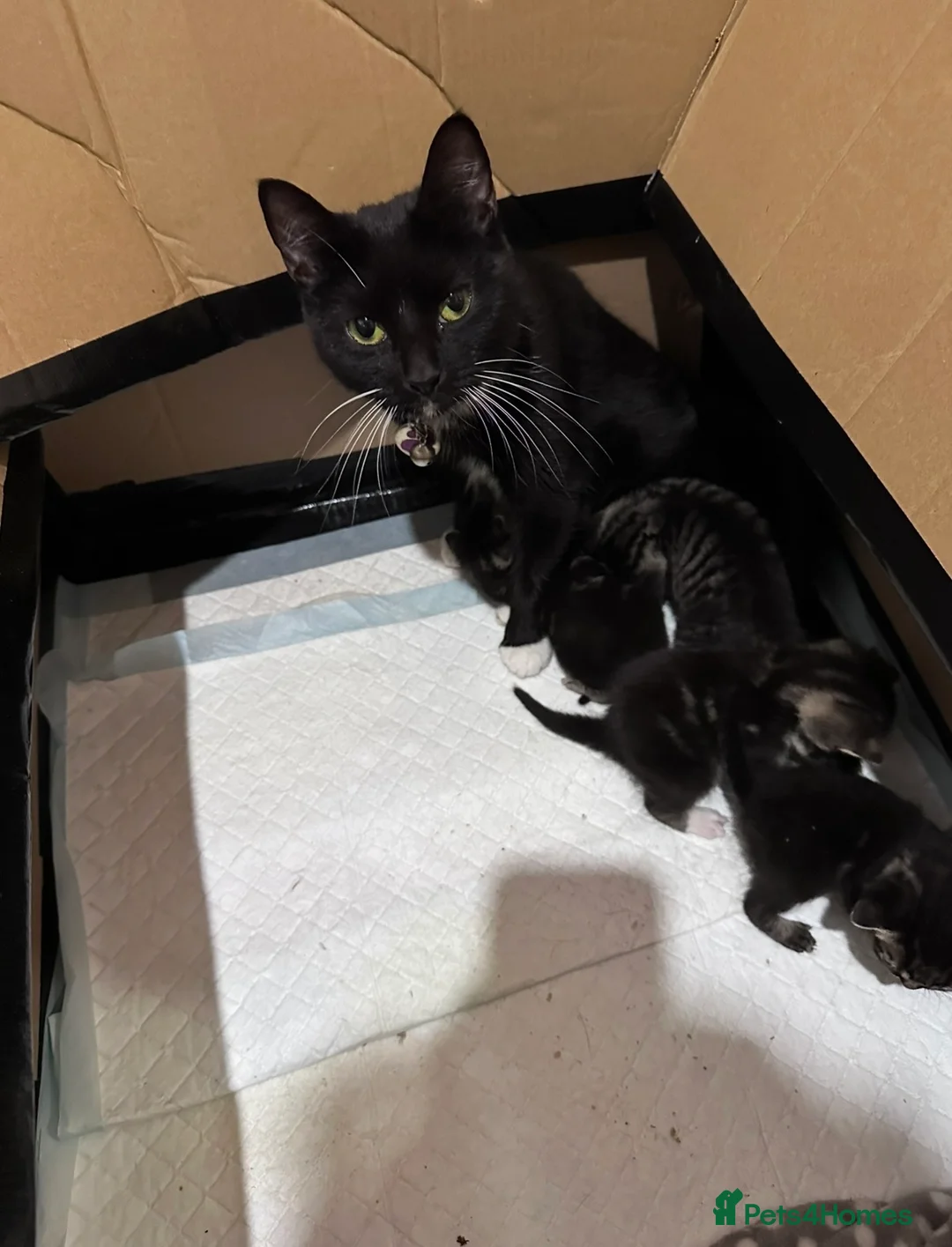 Domestic Shorthair cats for sale: Kittens for sale  - Advert 7