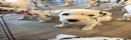 Dalmatian dogs for sale: Dalmatian puppies KC registered last 1 remaining - Advert 26